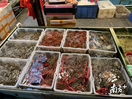探營佛山農(nóng)產(chǎn)品批發(fā)市場 復(fù)工復(fù)產(chǎn)之路上的堅守與希望